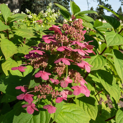 Hortensia 'Wims Red' : gros plan sur les panicules de fleurs en train de virer du blanc au rouge framboise intense, entourées d'un feuillage