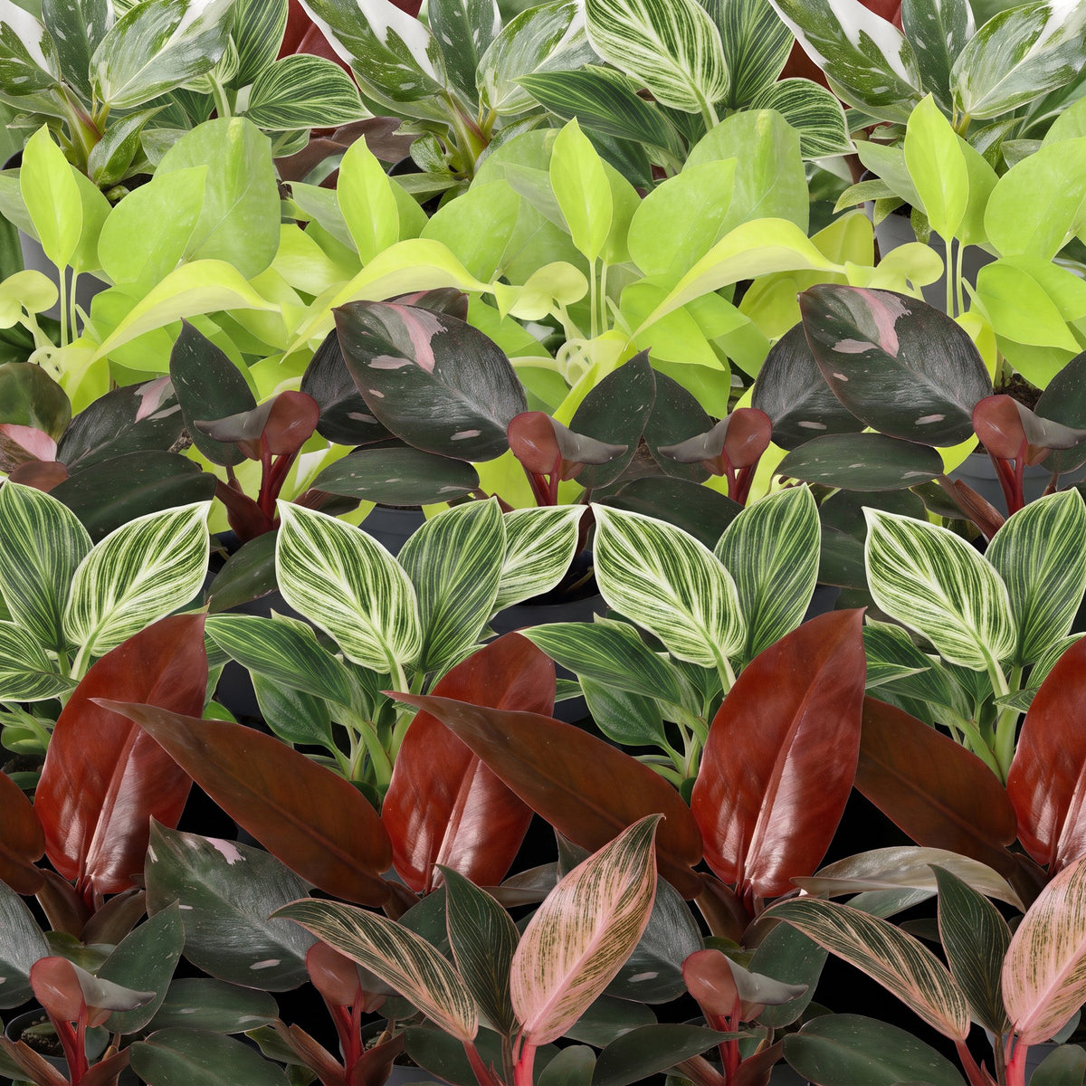 Détail du feuillage de Lot de bébés Philodendron