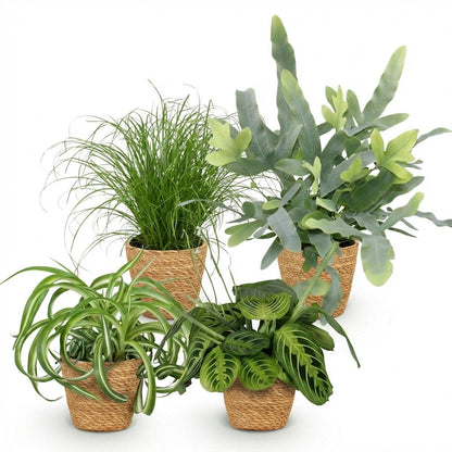 Plante d'intérieur - Chlorophytum - Cyperus - Phlebodium - Marantha - Mix de 4 - Plantes Amicales pour Animaux - Vert - 4 Plantes - avec Panier - Pot 12cm - Hauteur 25cm
