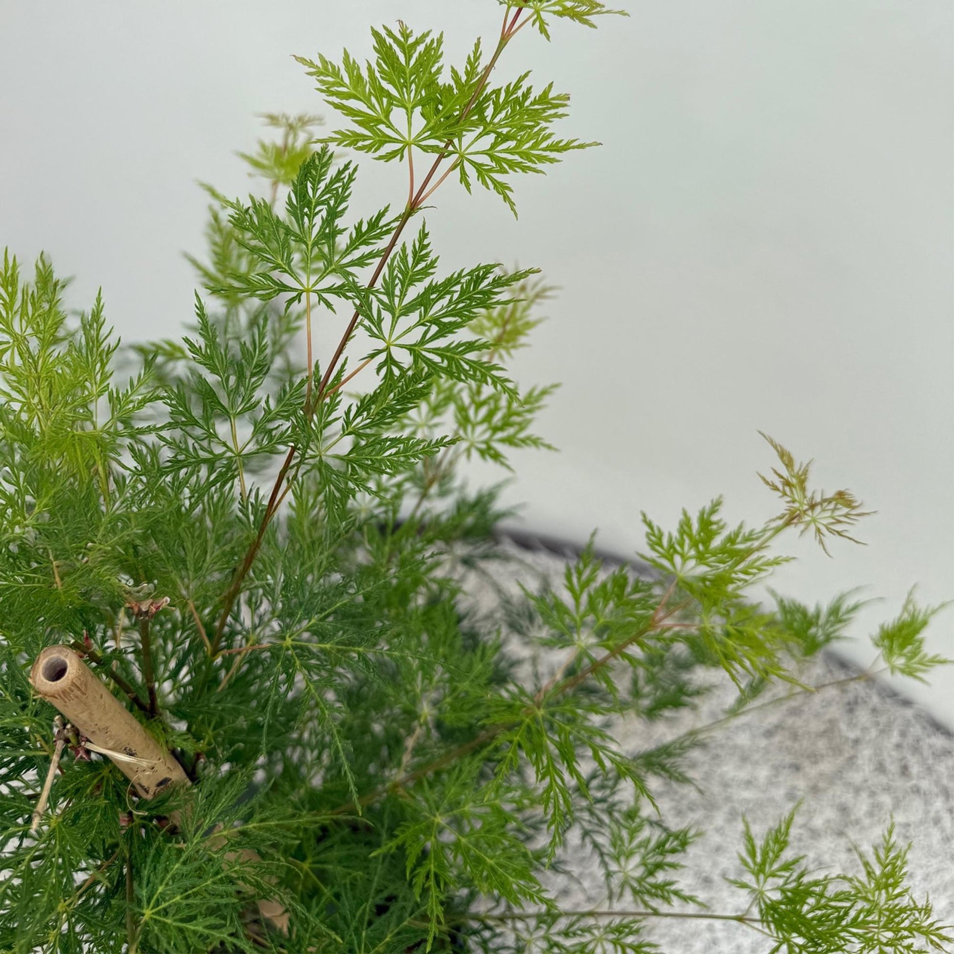 Érable japonais Acer palmatum Emerald Lace, gros plan sur le feuillage vert vif et finement découpé du jeune plant.