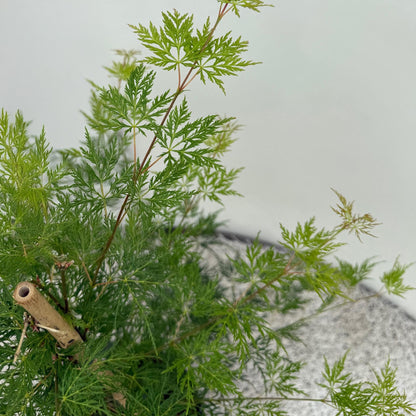 Érable japonais Acer palmatum Emerald Lace, gros plan sur le feuillage vert vif et finement découpé du jeune plant.