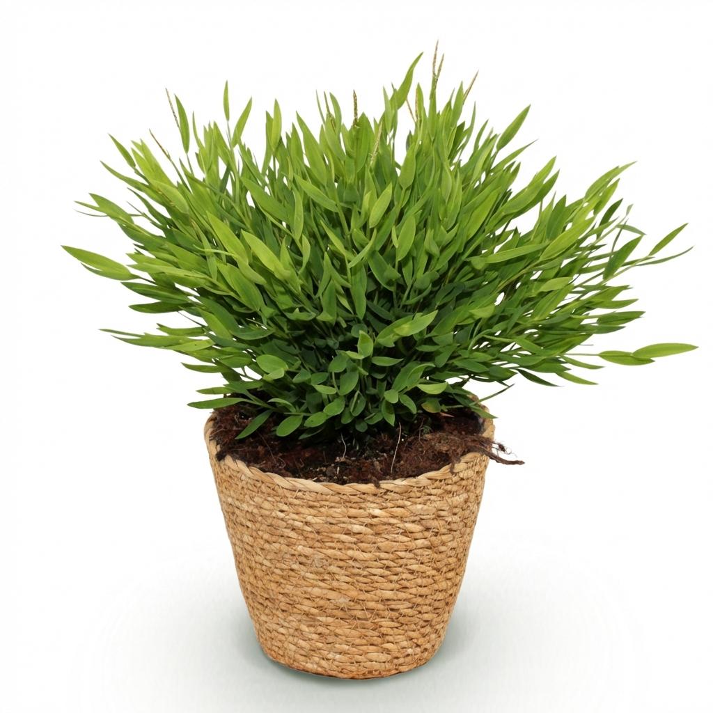 Plante d'intérieur - Bamusa Pogonatherum Monica - Herbe de bambou - Plante adaptée aux animaux - Vert - 1 Plante - avec Panier - Pot 12cm - Hauteur 20cm