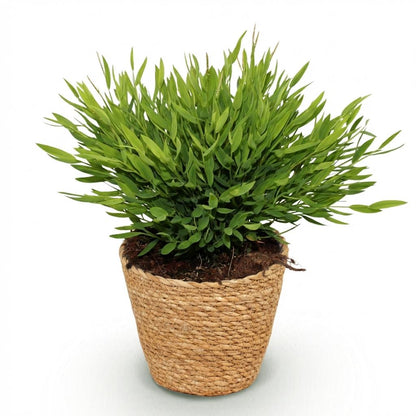 Plante d'intérieur - Bamusa Pogonatherum Monica - Herbe de bambou - Plante adaptée aux animaux - Vert - 1 Plante - avec Panier - Pot 12cm - Hauteur 20cm