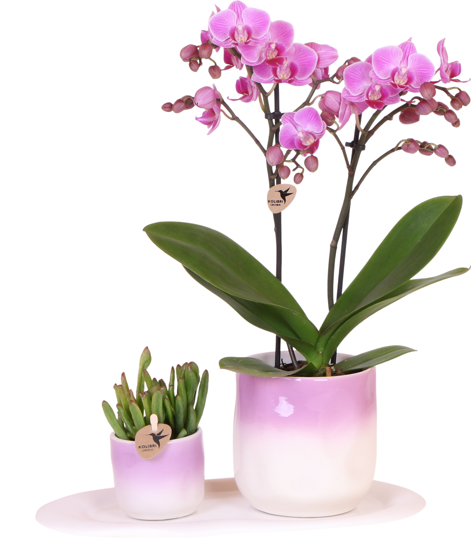 Orchidée Phalaenopsis rose en pot