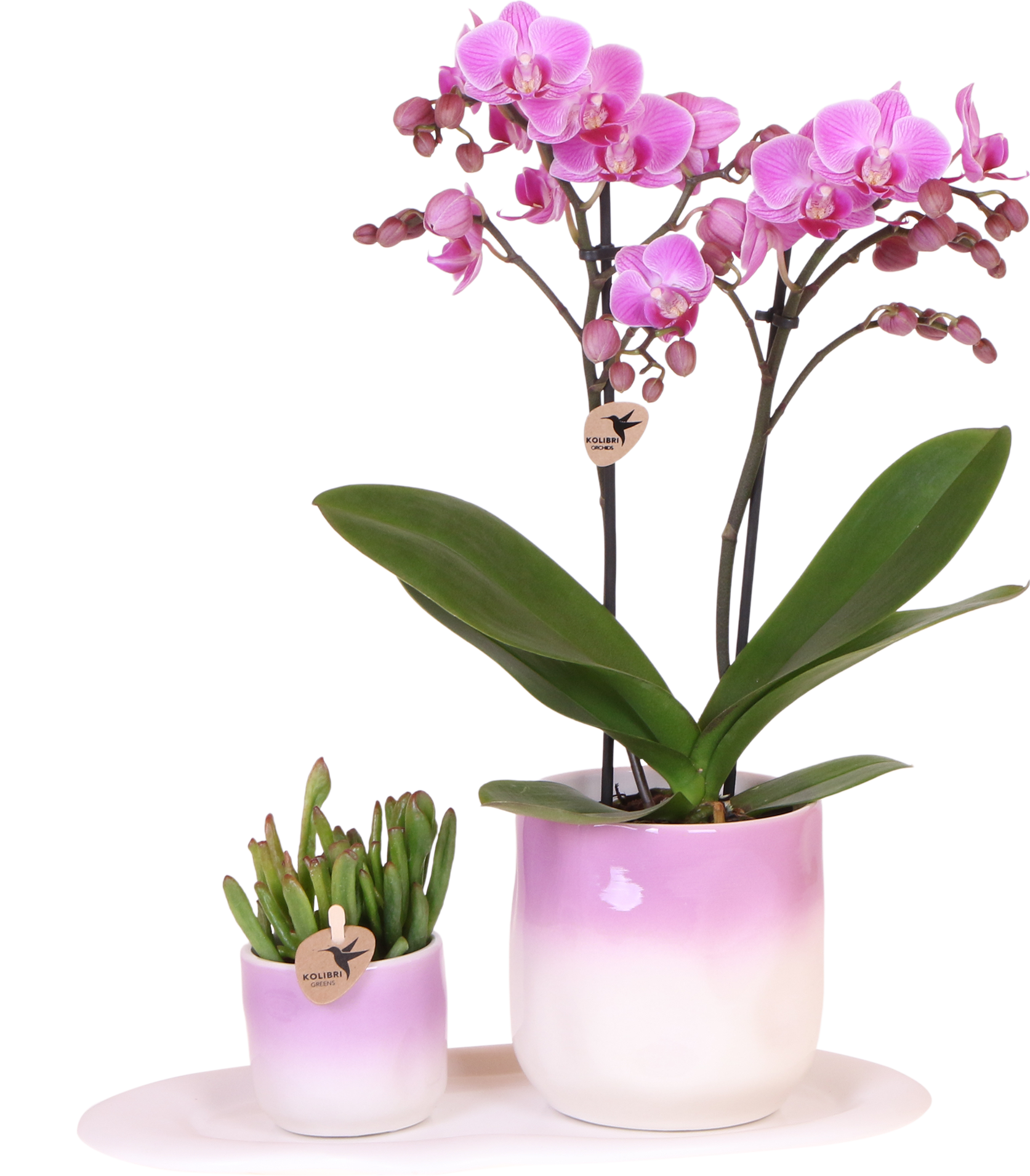 Orchidée Phalaenopsis rose en pot