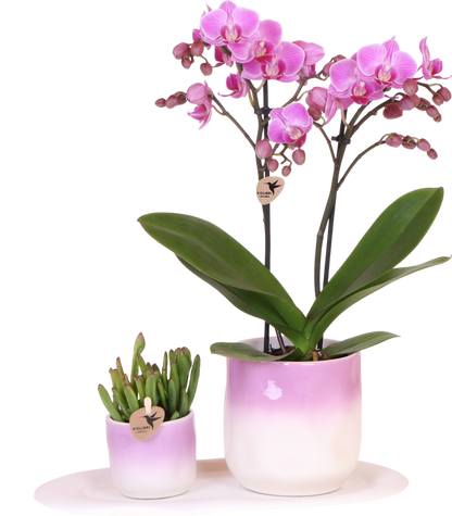 Orchidée Phalaenopsis rose en pot