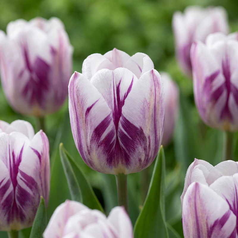 Tulipe 'Flaming Flag' (Tulipa) - floraison printanière - calibre 11/12