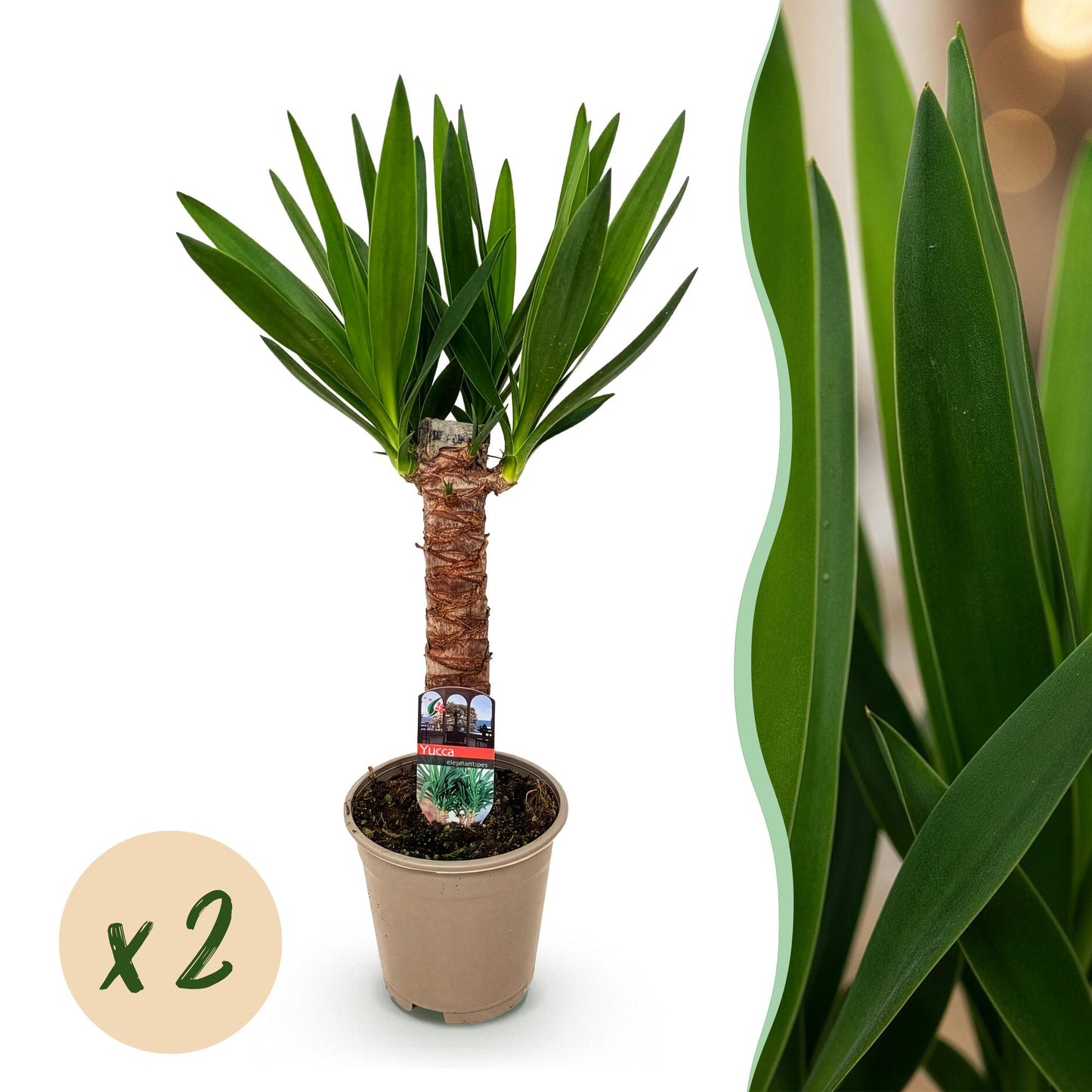 Un Yucca Elephantipes avec un tronc brun distinctif et de nombreuses feuilles vertes vives, dans un simple pot de culture beige