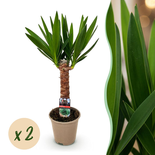 Yucca Elephantipes - Pot de 14cm - Hauteur 55cm - plantandstories