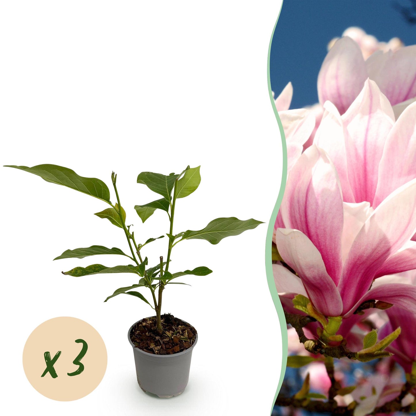 Magnolia grandiflora : jeune plant en pot avec une pastille indiquant une quantité "x3", à côté d'un gros plan sur de magnifiques fleurs ros