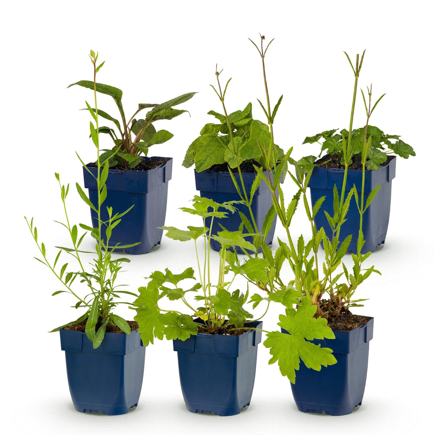 Pack pour massif de plantes vivaces : lot de 6 jeunes plants variés en pots bleus, pour attirer abeilles et papillons.
