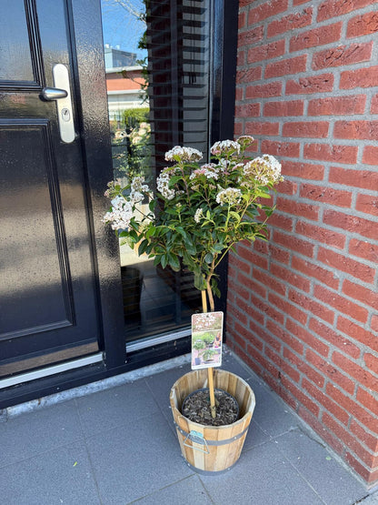 Viburnum tinus en pot de 19cm, plante sur tige fleurie de blanc-rose, posée devant une porte d'entrée noire et un mur de briques.