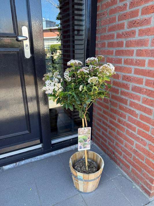 Viburnum tinus en pot de 19cm, plante sur tige fleurie de blanc-rose, posée devant une porte d'entrée noire et un mur de briques.