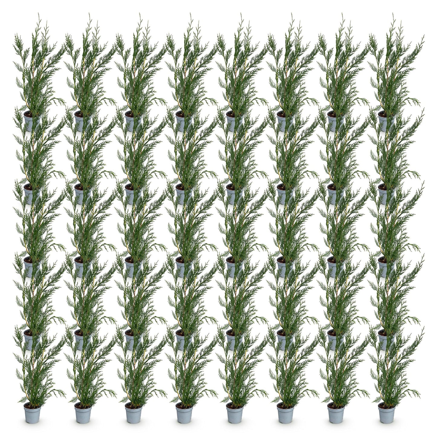 Cupressocyparis leylandii. Lot de jeunes plants de cyprès de Leyland verts en pot sur fond blanc, prêts à être plantés pour former une haie.
