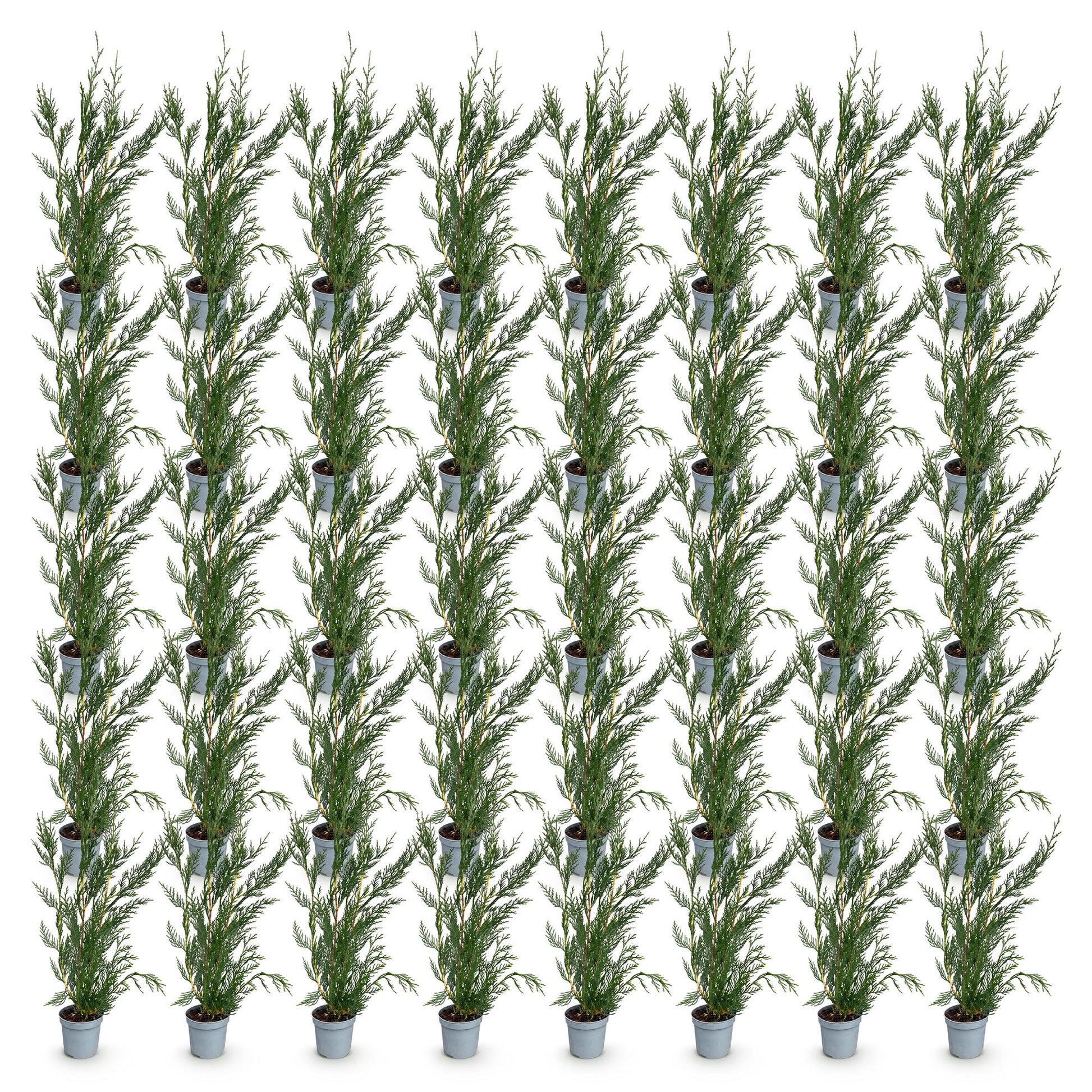 Cupressocyparis leylandii. Lot de jeunes plants de cyprès de Leyland verts en pot sur fond blanc, prêts à être plantés pour former une haie.