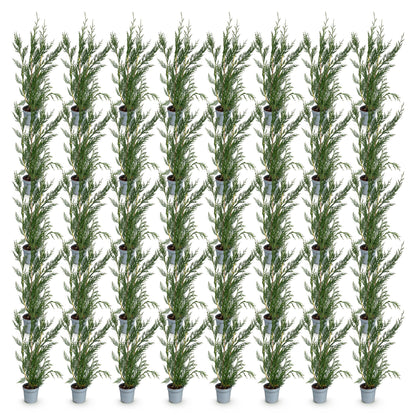 Cupressocyparis leylandii. Lot de jeunes plants de cyprès de Leyland verts en pot sur fond blanc, prêts à être plantés pour former une haie.