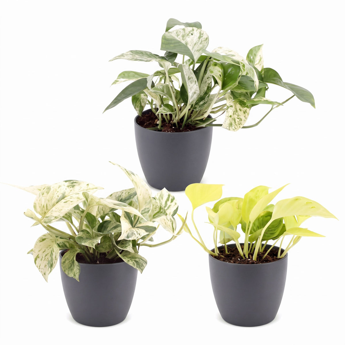 Bébés pothos en pot de 6 cm, cache-pot gris