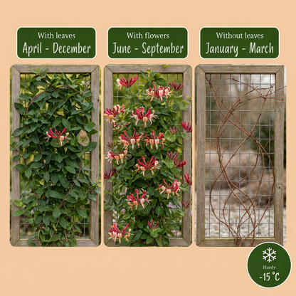 Chèvrefeuille du Japon 'Red World' (Lonicera japonica) - grimpante persistante parfumée