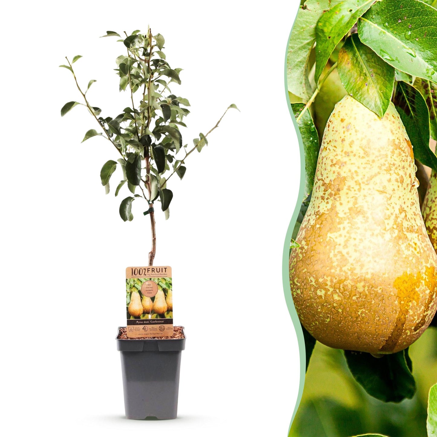 Poirier Conference : un jeune plant en pot, accolé à un gros plan de poires mûres. Idéal pour un jardin productif.