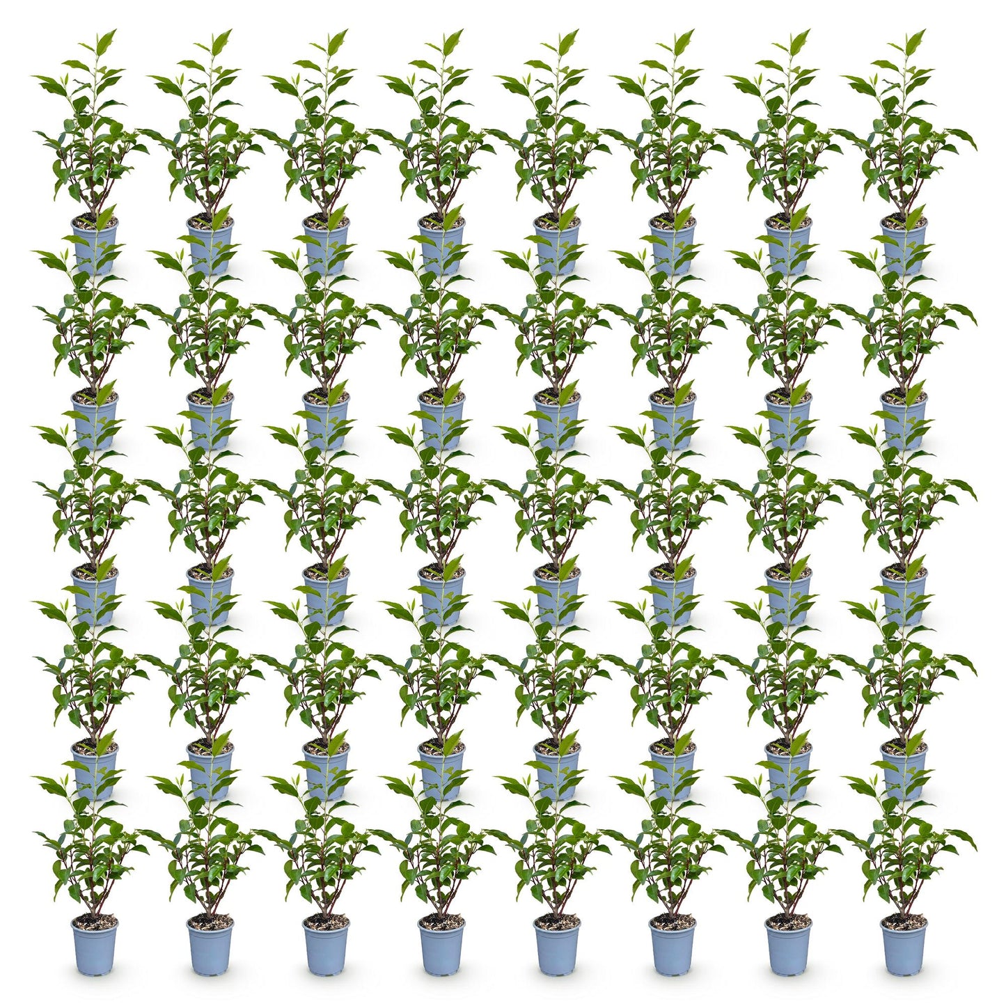 Prunus lusitanica Angustifolia : 56 jeunes lauriers portugais en pot de 9cm, feuillage vert foncé, prêts à planter pour une haie.