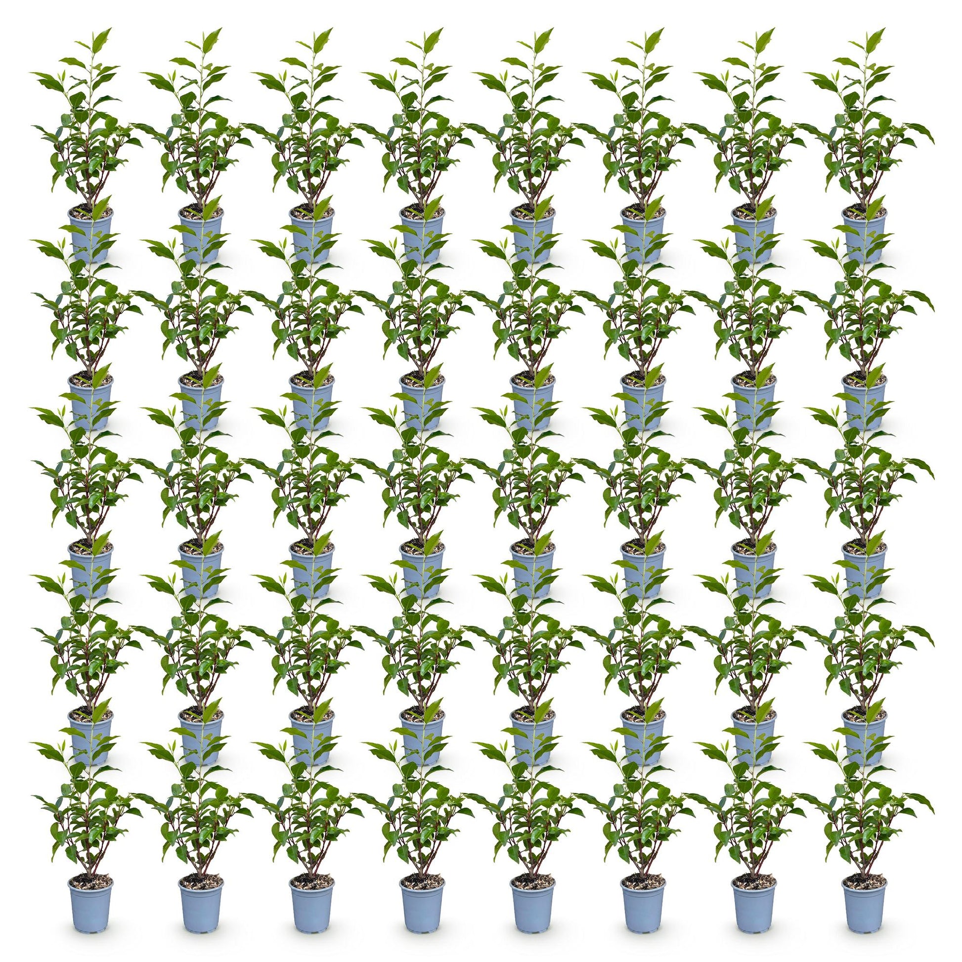 Prunus lusitanica Angustifolia : 56 jeunes lauriers portugais en pot de 9cm, feuillage vert foncé, prêts à planter pour une haie.