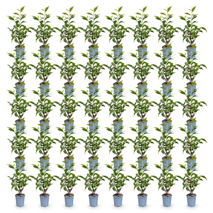 Prunus lusitanica Angustifolia : 56 jeunes lauriers portugais en pot de 9cm, feuillage vert foncé, prêts à planter pour une haie.