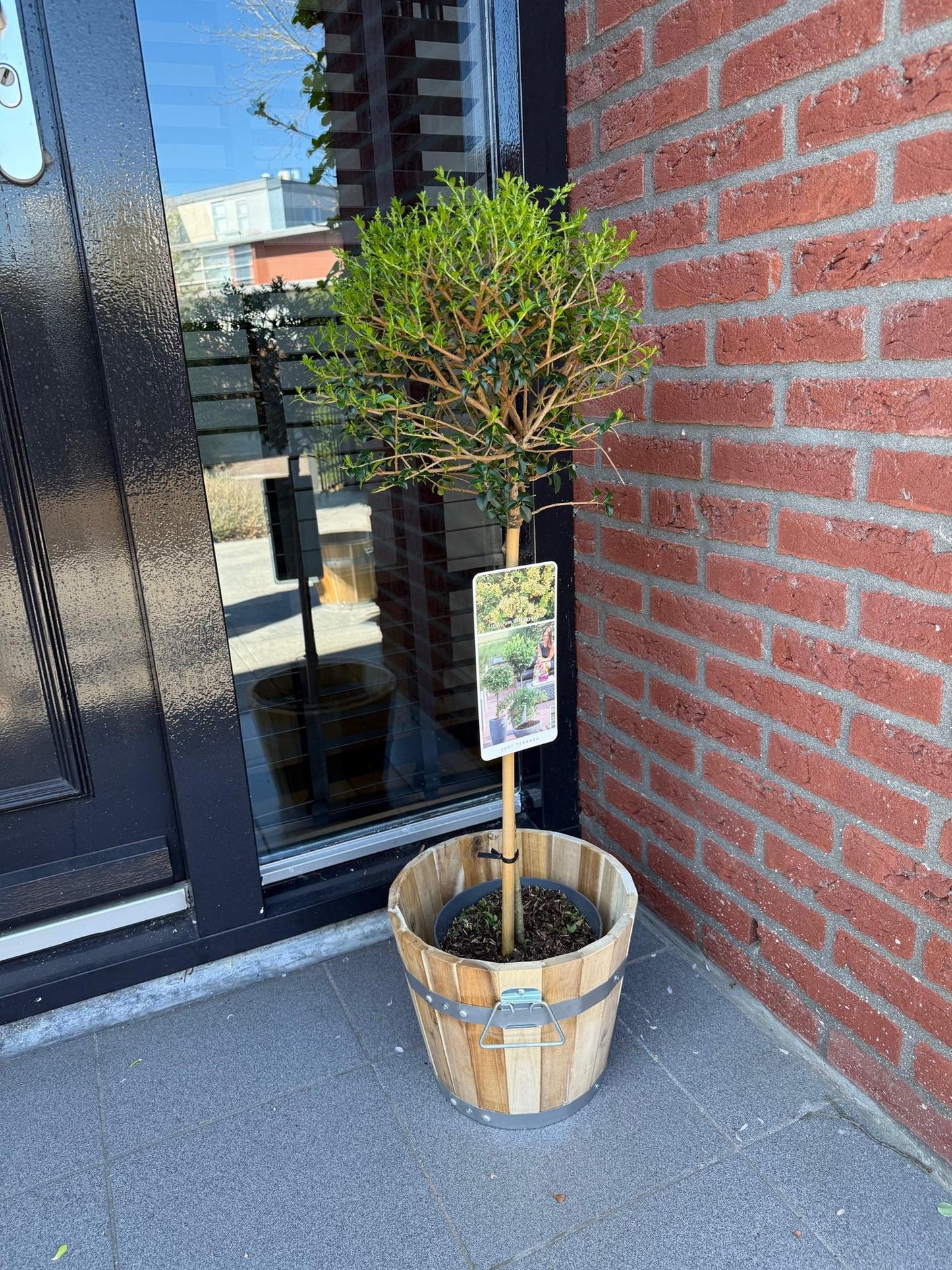 Ligustrum delavayanum sur tige, feuillage vert persistant, en pot de bois clair devant un mur de briques rouges, apportant une touche nature