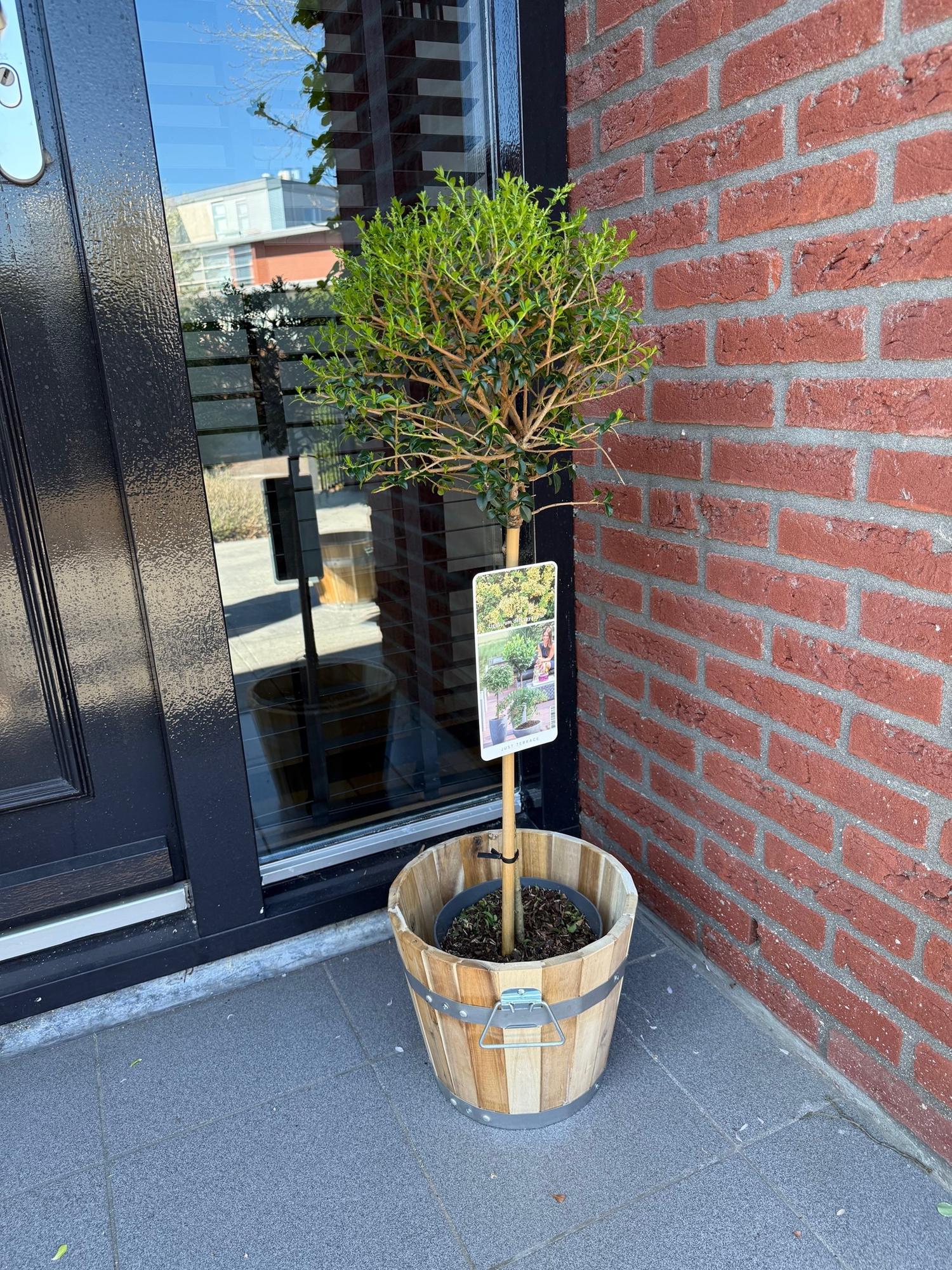 Ligustrum delavayanum sur tige, feuillage vert persistant, en pot de bois clair devant un mur de briques rouges, apportant une touche nature