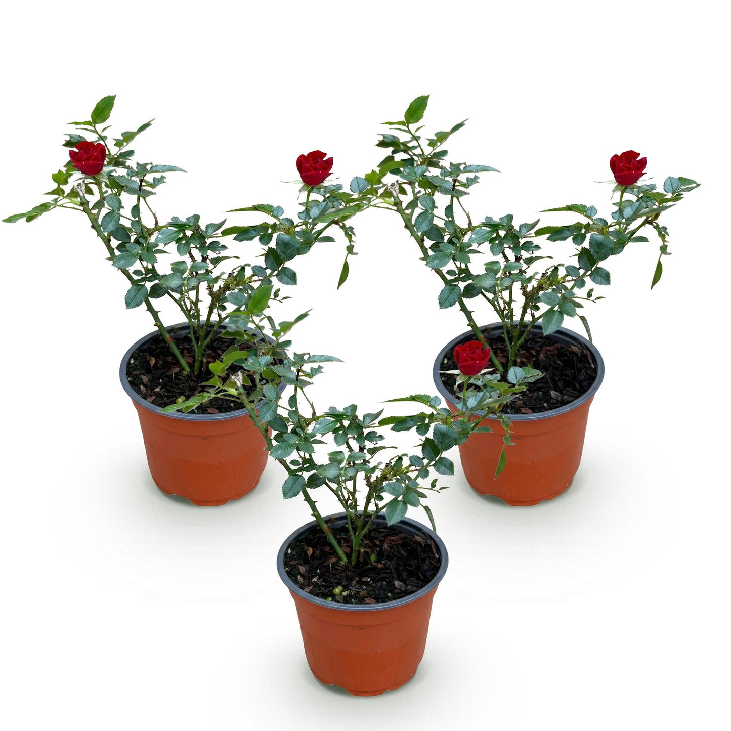 Rosier de Jardin, Rosier 'The Fairy' Rouge, trois plants en pots de 12cm avec de petites roses rouges éclatantes, sur fond blanc.