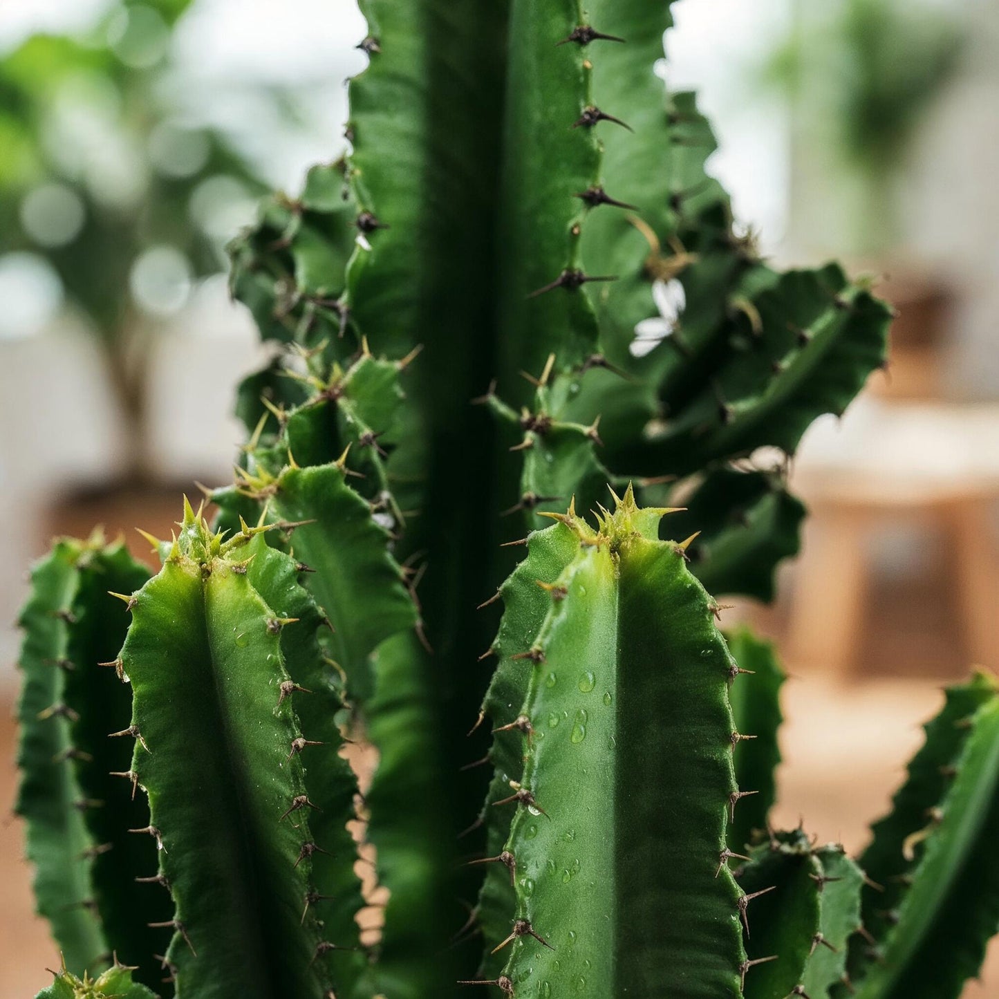 Gros plan sur les tiges vertes et épineuses de l'Euphorbia eritrea, avec des gouttelettes d'eau visibles sur sa surface