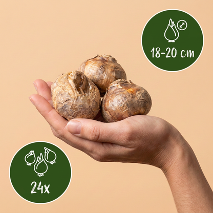 Bulbes de Fritillaire impériale en mélange tenus dans une main, calibre 18-20 cm, lot de 24 bulbes.