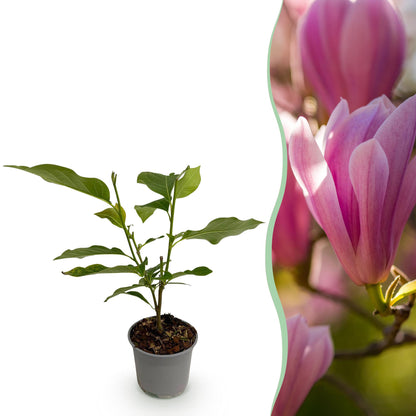 Magnolia Heaven Scent : un jeune plant en pot est juxtaposé à un gros plan de ses magnifiques fleurs roses éclatantes.
