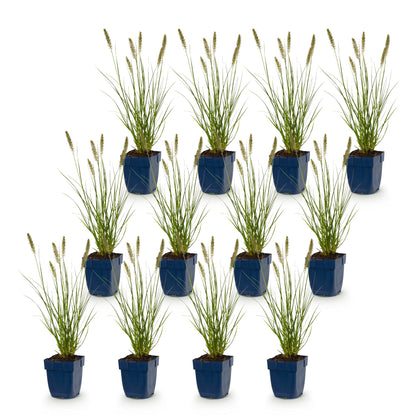 Pennisetum alop. Hameln : Lot de plusieurs herbes à lampes en pots bleus, alignées sur fond blanc uni, prêtes à être plantées.