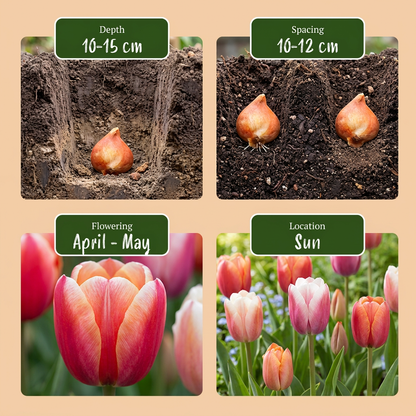 Guide de plantation des bulbes de tulipe 'Glowing with Pride' avec profondeur, espacement, floraison et exposition.