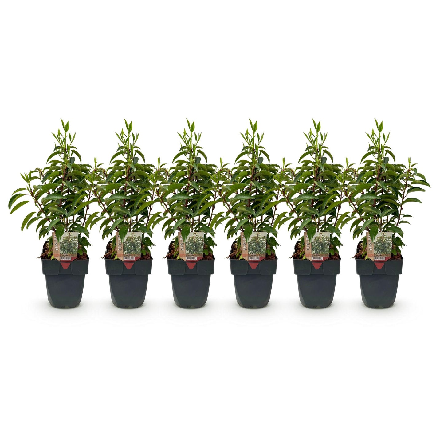Prunus lusitanica Angustifolia : Six plants en pot de 17cm de cette plante de haie au feuillage vert et persistant, alignés sur fond blanc.