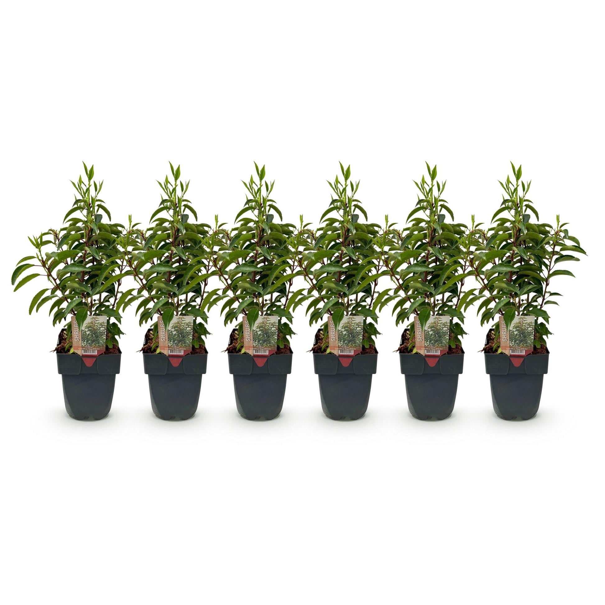 Prunus lusitanica Angustifolia : Six plants en pot de 17cm de cette plante de haie au feuillage vert et persistant, alignés sur fond blanc.