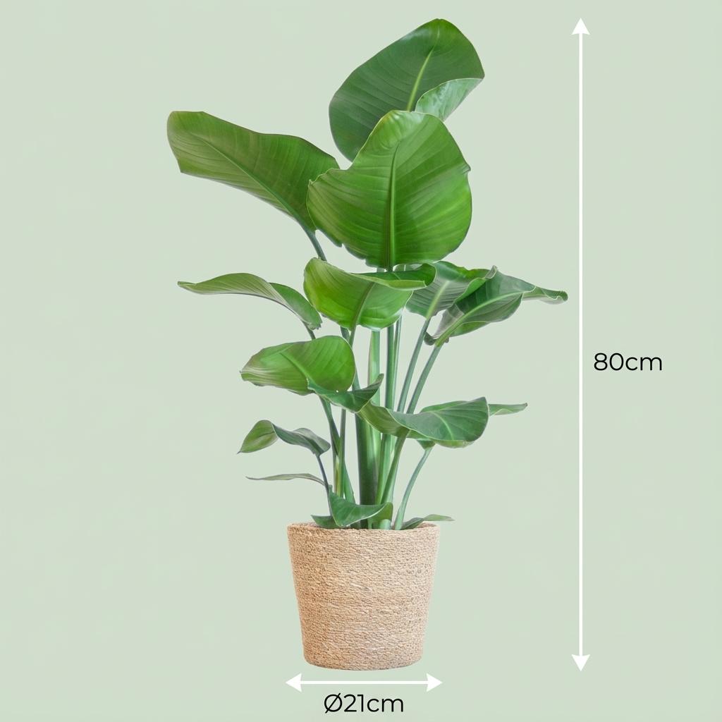 Strelitzia Nicolai avec panier Zeegras naturel - 80cm - Ø21
