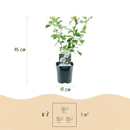 Hibiscus syriacus Hamabo : infographie détaillant les dimensions du plant (45 cm de hauteur, pot de 17 cm de diamètre) et une recommandation