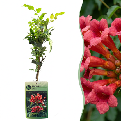 Trompette de Virginie (Campsis radicans) - grimpante fleurie