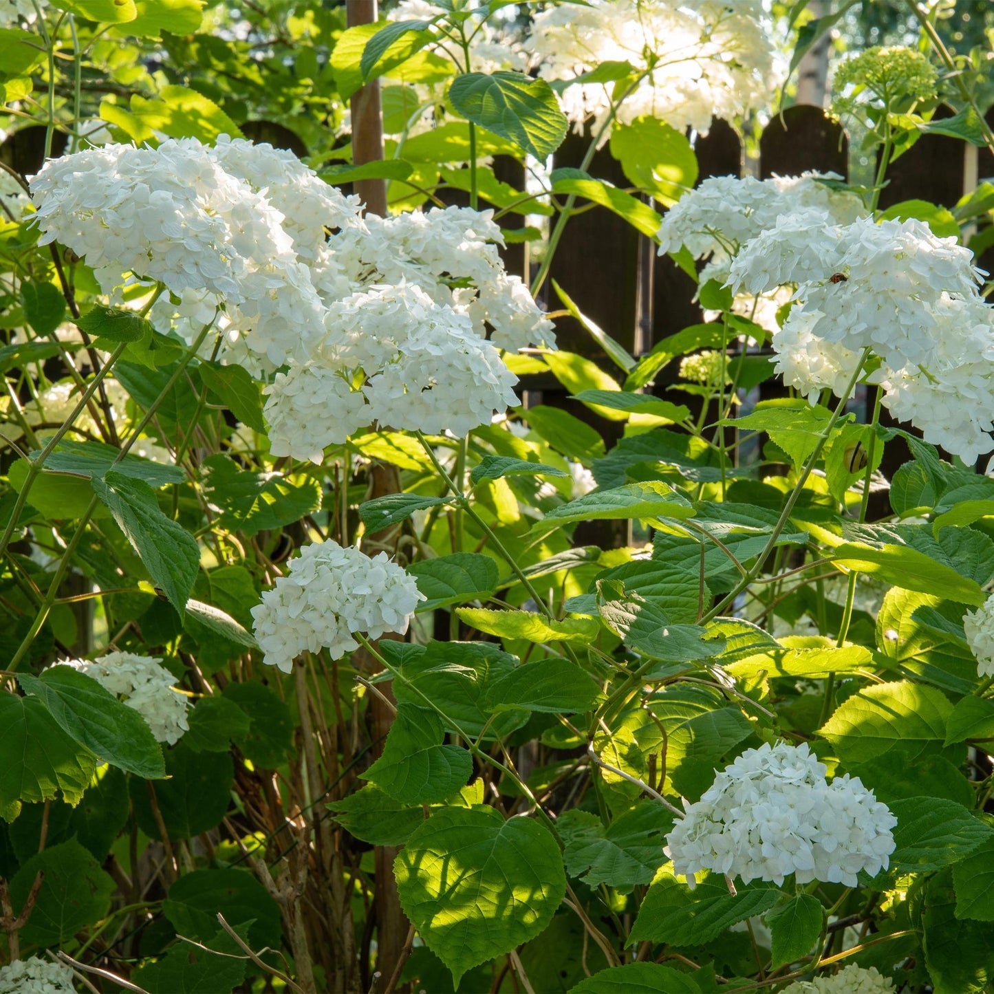 Hydrangea arborescens Annabelle en fleurs blanches éclatantes dans un jardin ensoleillé, devant une clôture en bois.