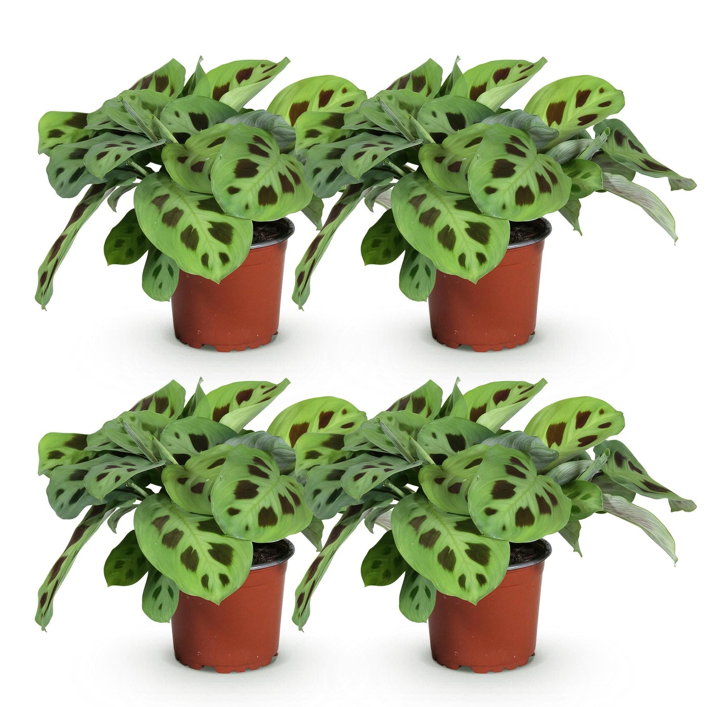 Maranta Fascinator Kerchoveana - Plante de prière - Pot de 12cm - Hauteur 30-35cm - plantandstories