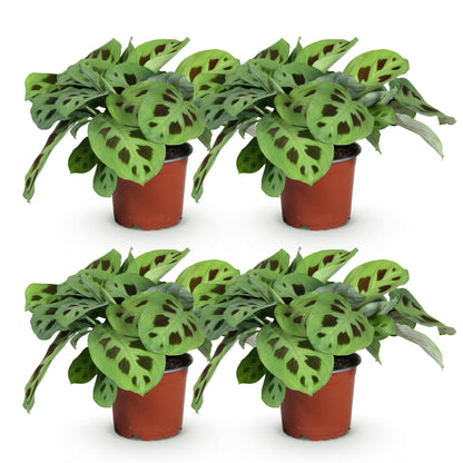 Maranta Fascinator Kerchoveana - Plante de prière - Pot de 12cm - Hauteur 30-35cm - plantandstories