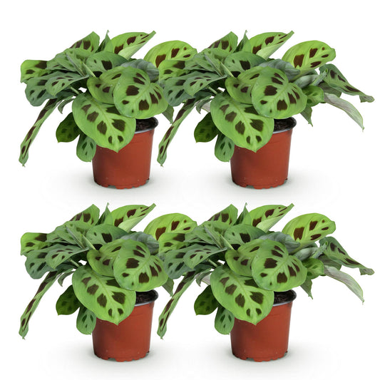 Maranta Fascinator Kerchoveana - Plante de prière - Pot de 12cm - Hauteur 30-35cm - plantandstories
