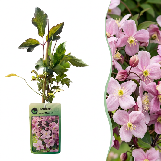 Clématite de montagne 'Mayleen' (Clematis montana) - grimpante parfumée