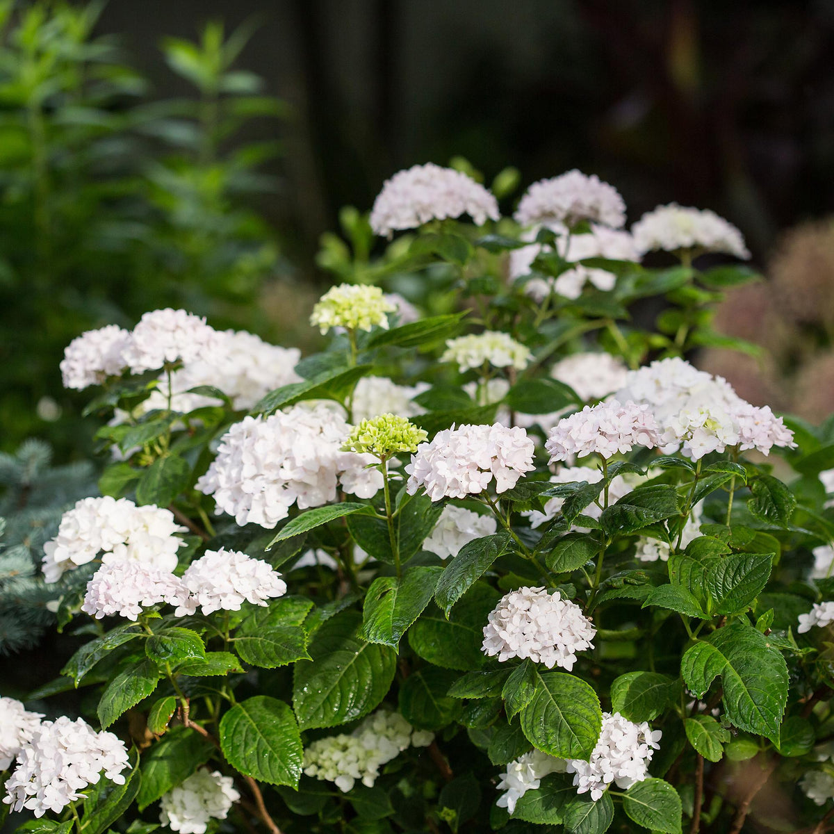 Hortensia 'The Bride' au jardin, Hydrangea macrophylla
