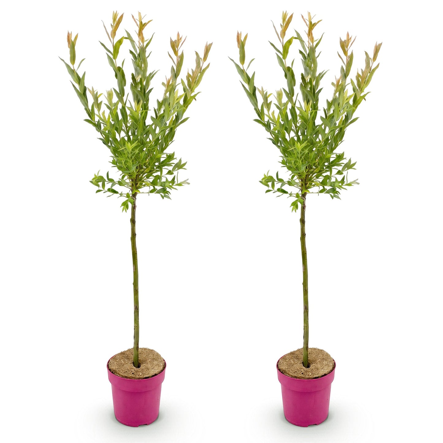 Salix Flamingo, deux jeunes plants en pot fuchsia, sur fond blanc. Leurs fines tiges s'élèvent, surmontées de feuillage vert pâle et de jeun