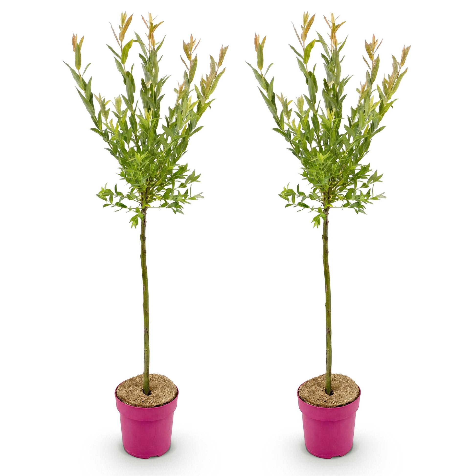 Salix Flamingo, deux jeunes plants en pot fuchsia, sur fond blanc. Leurs fines tiges s'élèvent, surmontées de feuillage vert pâle et de jeun