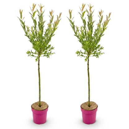 Salix Flamingo, deux jeunes plants en pot fuchsia, sur fond blanc. Leurs fines tiges s'élèvent, surmontées de feuillage vert pâle et de jeun