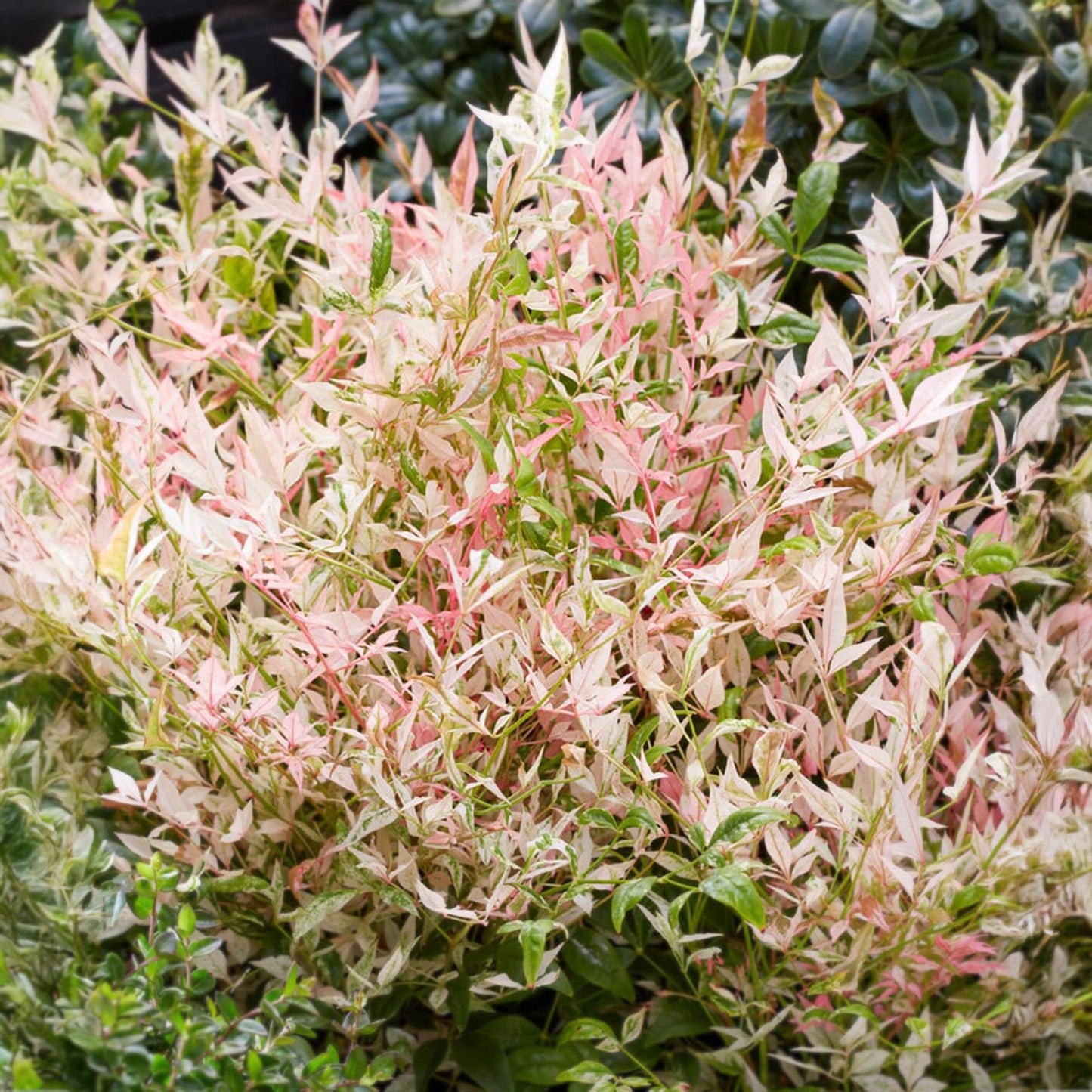 Nandina Twilight : Gros plan sur le feuillage panaché vert, blanc crème et rose pâle du Nandina domestica 'Twilight', une plante d'extérieur