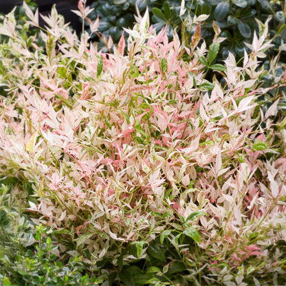 Nandina Twilight : Gros plan sur le feuillage panaché vert, blanc crème et rose pâle du Nandina domestica 'Twilight', une plante d'extérieur